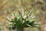 PICTURES/Wildflowers - Desert in Bloom/t_Lavender Spikes9.JPG